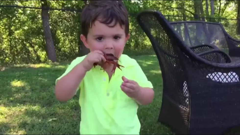 Little Boy Tries to Eat a Crawfish Before it has Been Boiled and it&#8217;s Adorable [VIDEO]