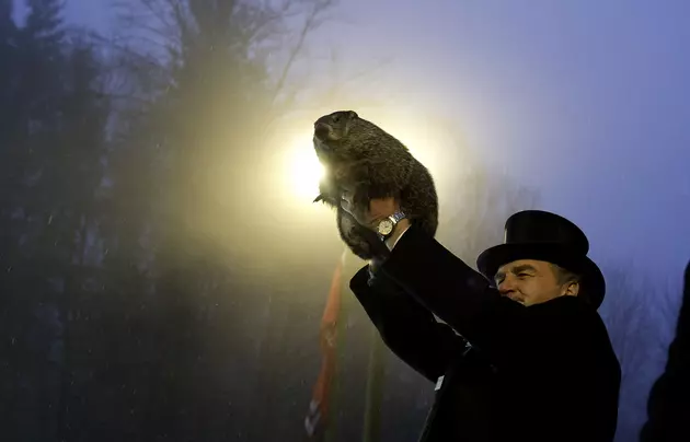 Punxsutawney Phil Sees No Shadow &#8212; Predicts Spring Comes Early [VIDEO]