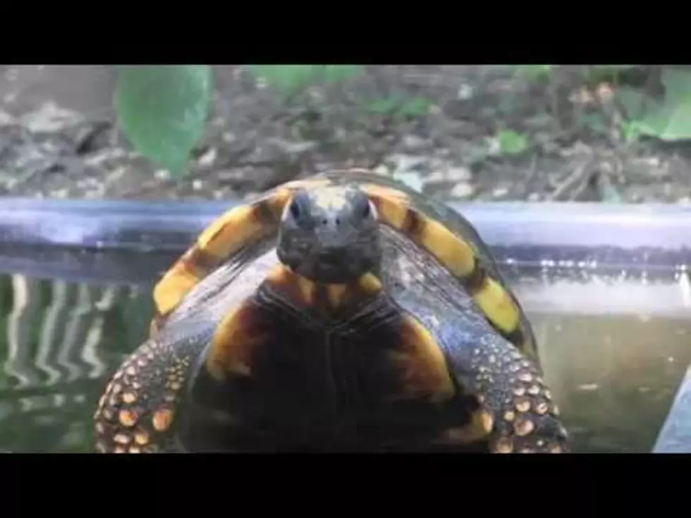 Today is World Turtle Day! [VIDEO]