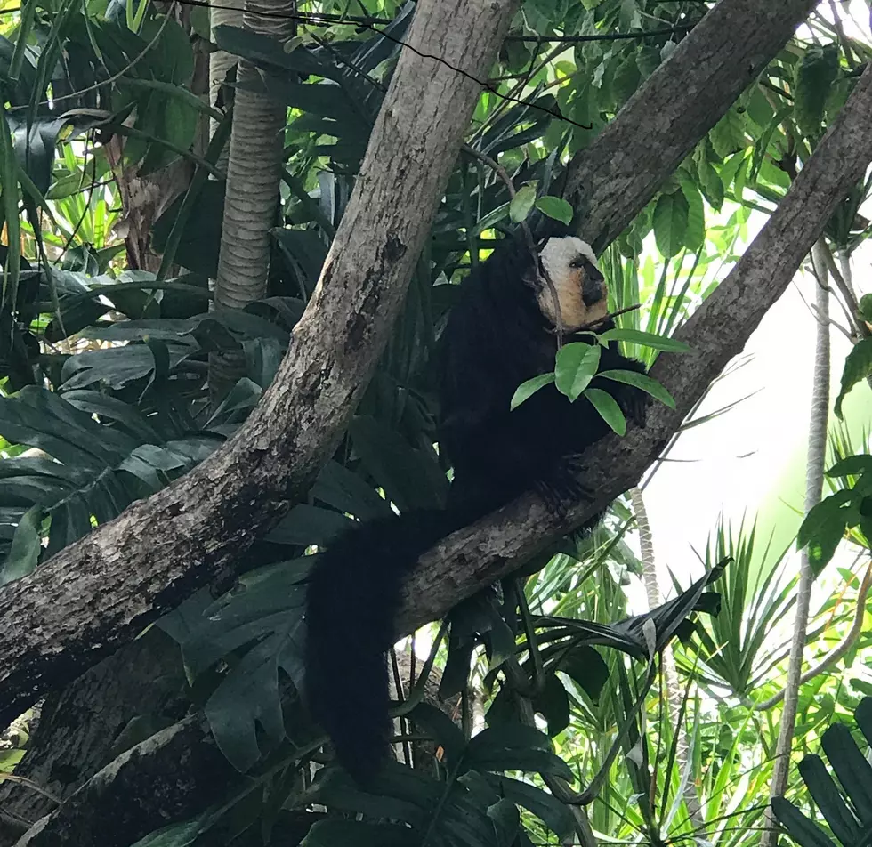 Monkeys And More Make Moody Gardens A Great Weekend Escape