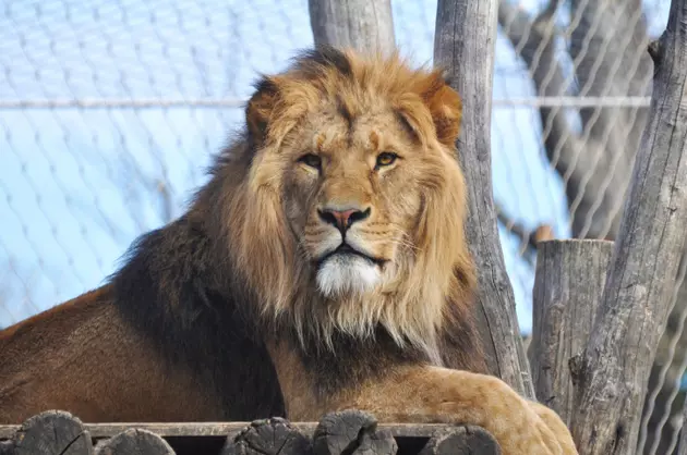 Man Pets A Lion And Almost Brings Back A Nub- [VIRAL VIDEO]