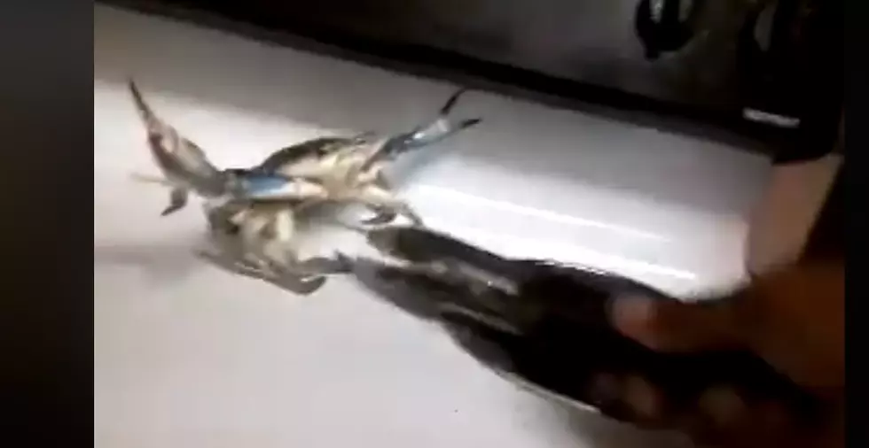 Lady Freaks Out While Trying to Put Blue Crabs in the Pot!