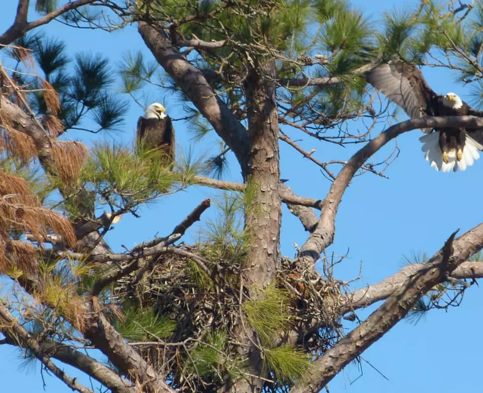 Bald Eagles Spotted Nesting in DeRidder