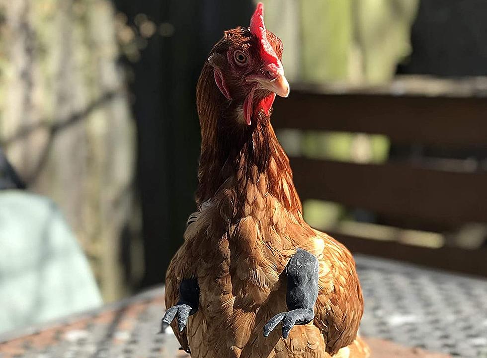 Something You Didn’t Know Your Chickens Needed: Arms