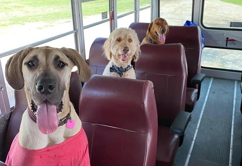 Lake Charles Dog Boarder Picks Up Pooches in a Bus!