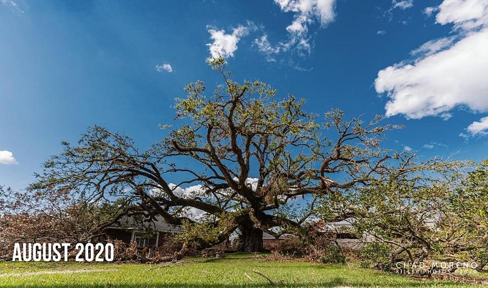 Local Photographer Shows The Re-Growth of Sallier Oak Tree
