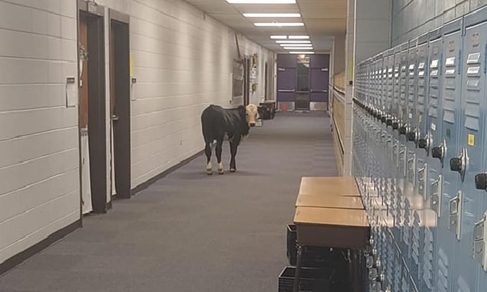 No Cow-herd on Education: Rosepine Elem Finds a Cow Roaming Halls