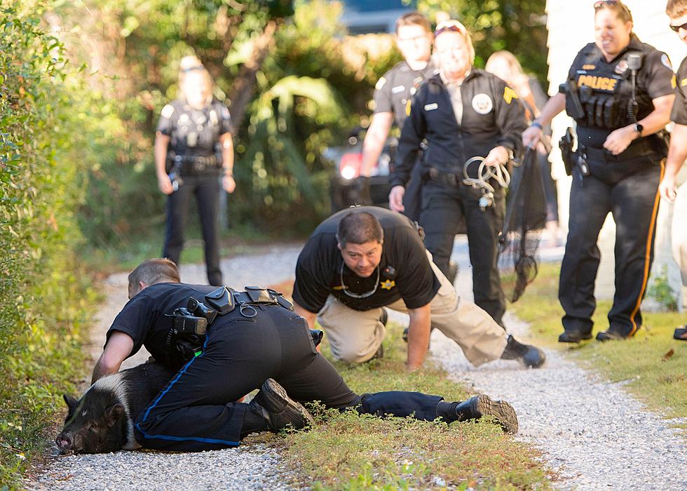 Pensacola Police Dept Captures Runaway Pig
