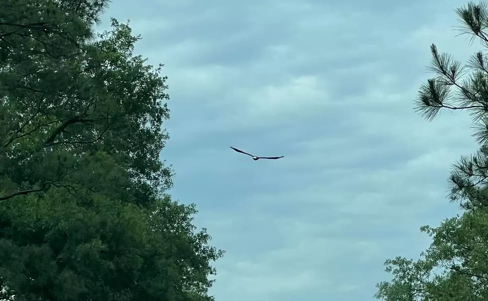 Crazy Photos of Eagle Swooping Down on Pete Seay Road in Sulphur