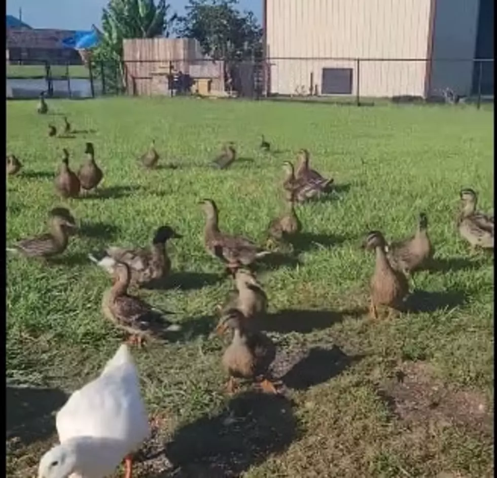 VIDEO: Iowa, LA Man Seems to Have Made A LOT of Feathered Friends