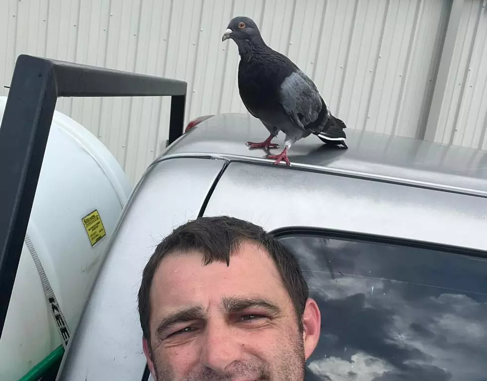 Lacassine Man Makes Feathered Friend While Working