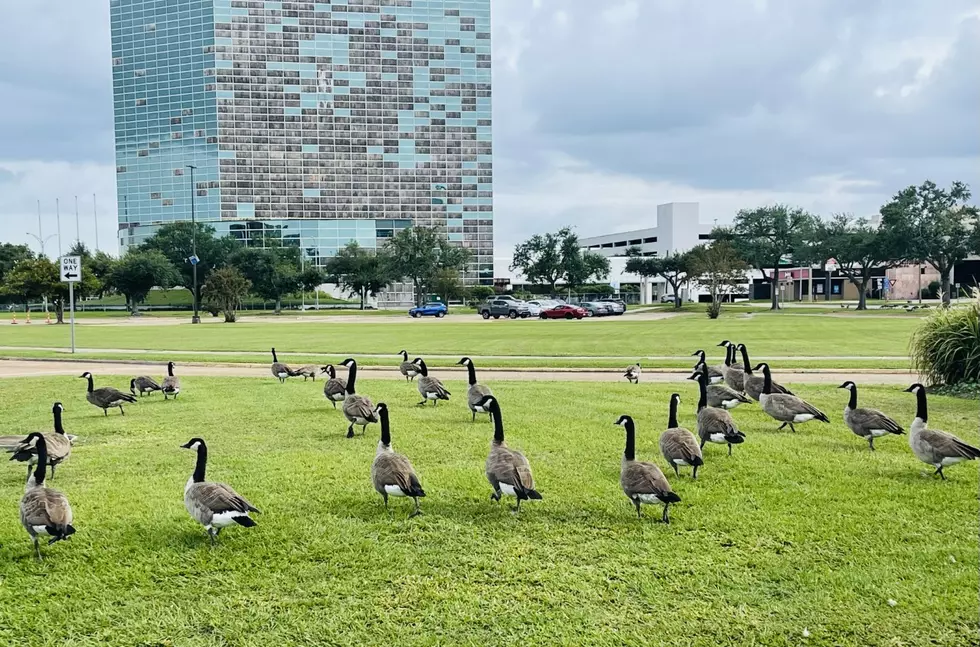 Geese Have Taken Over Downtown Lake Charles