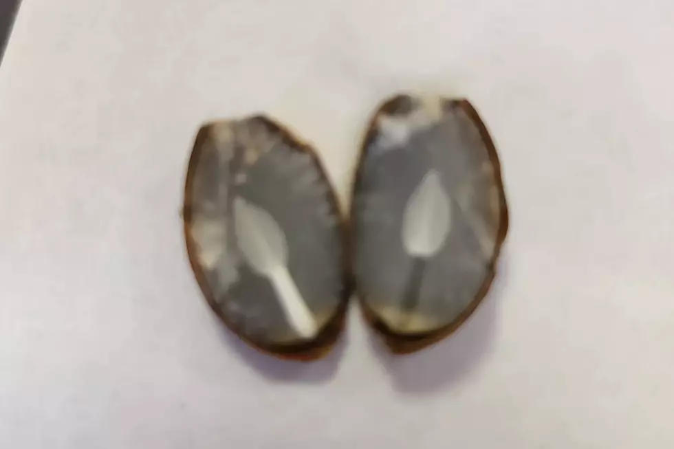 Persimmon Seeds Say Snow for Louisiana This Year