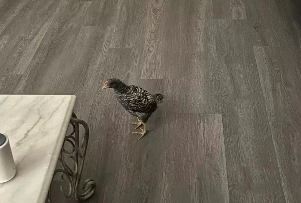 Lake Charles Man Gets a Feathered Visitor in His House at Night
