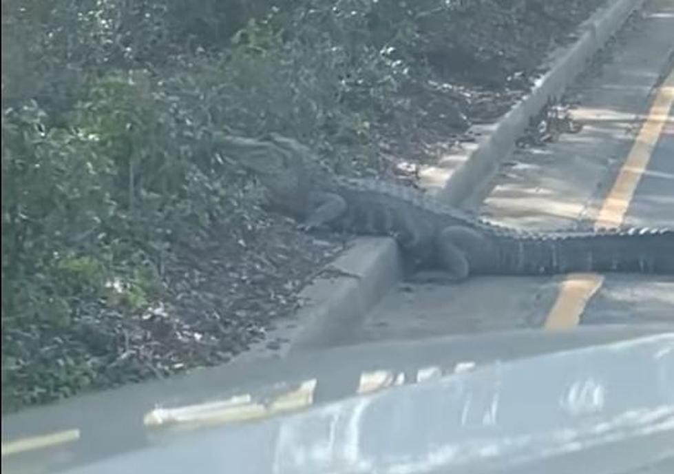 Huge Gator Stops Traffic In The City Of Lake Charles [VIDEO]