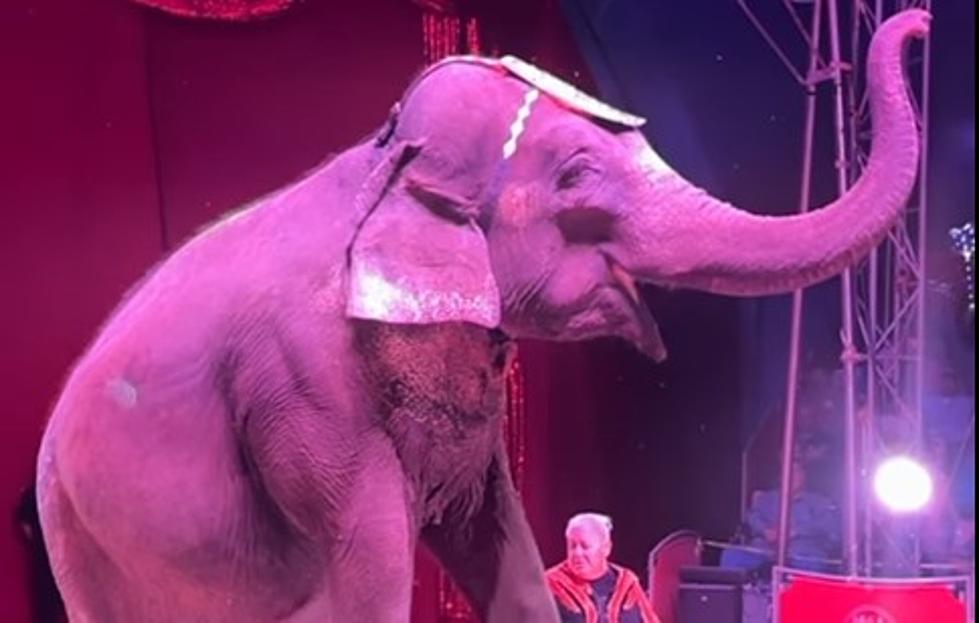 The Circus Is Coming To Town In March To Lake Charles
