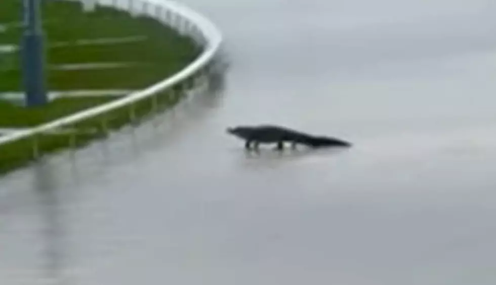 Massive Gator Spotted On The Racetrack At Delta Downs In Vinton, Louisiana