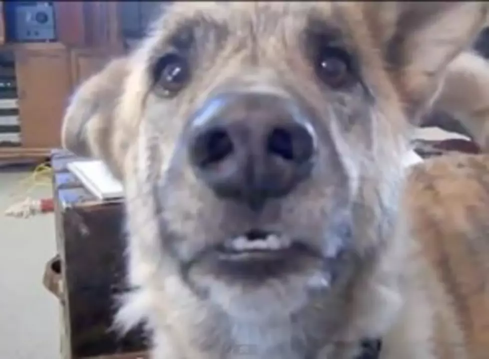 A Talking Dog And It&#8217;s Hilarious! [VIDEO]