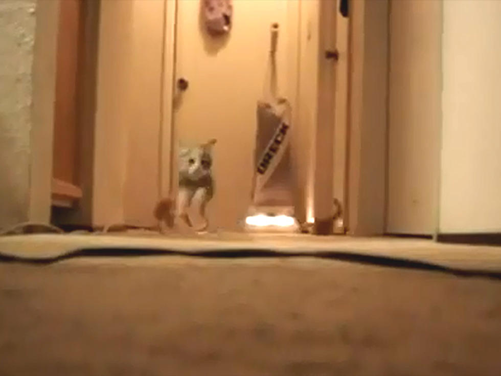 Vacuum Cleaner Causes Kitty Stampede [VIDEO]