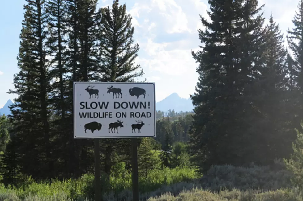 Yellowstone Conducting Traffic Checkpoints Over Labor Day Weekend
