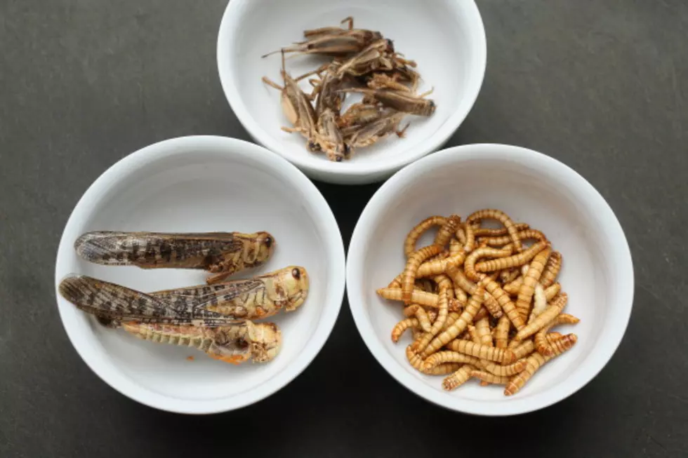 Need More Protein? Think Crickets