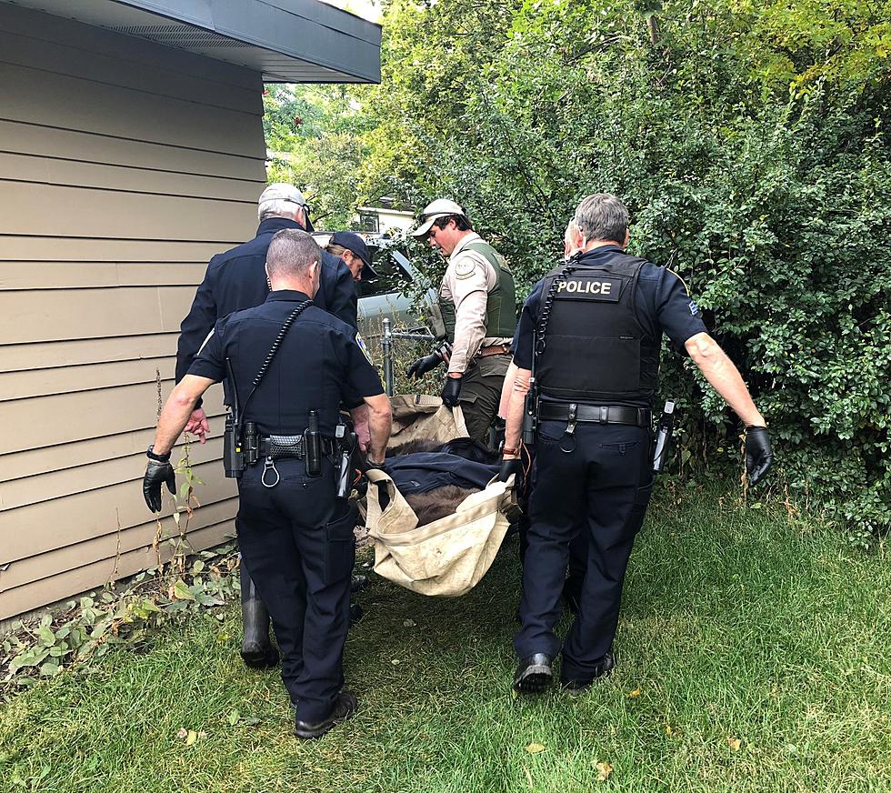 Police Help Remove Napping Bear From Bozeman Home