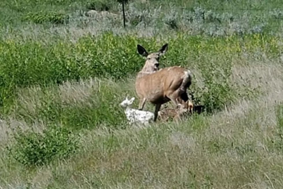 Rare Photo of Doe With Triplets, Including Albino Fawn in Montana