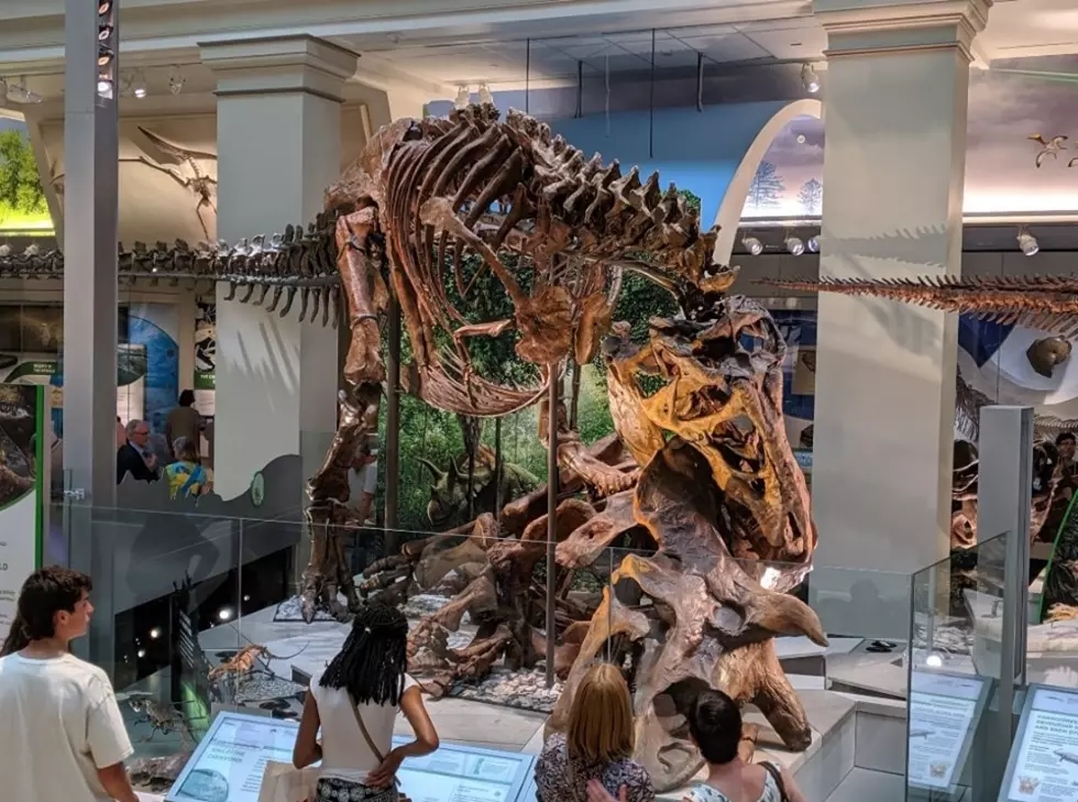 Here's a Look at Montana's Tyrannosaurus Rex In the Smithsonian
