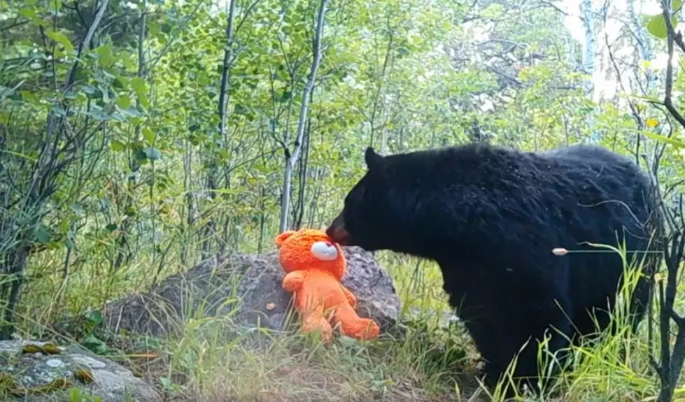 Watch Black Bear Play With Teddy Bear in Wild Near Red Lodge