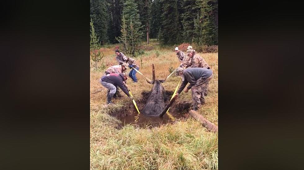 Bow Hunters Rescue Young Bull Moose in Montana