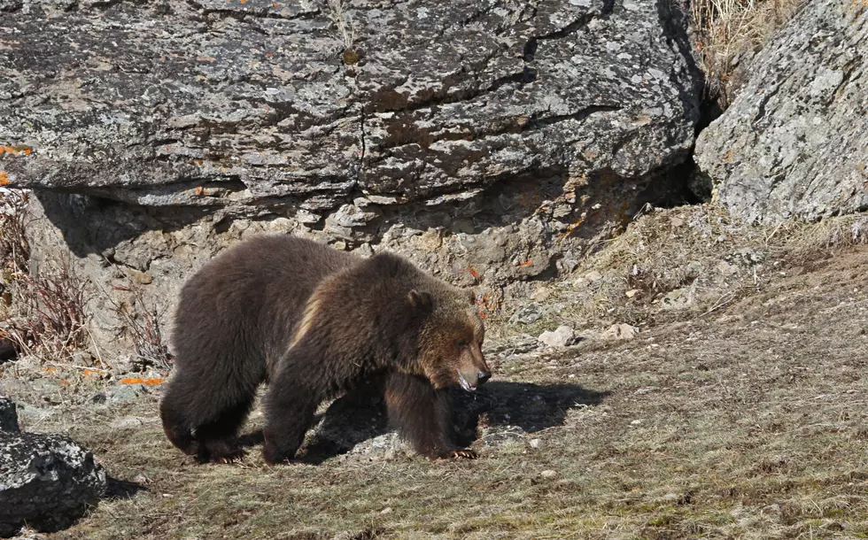 Three Hunters Survive Grizzly Attacks in Gravelly Mountain Range