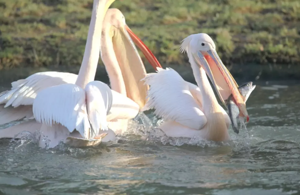 FWP Officials Seek Information on Shooting of Dozens of Pelicans