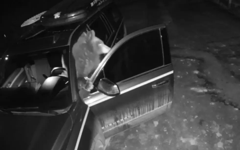 Black Bear Caught on Camera Breaking Into Vehicle at Big Sky