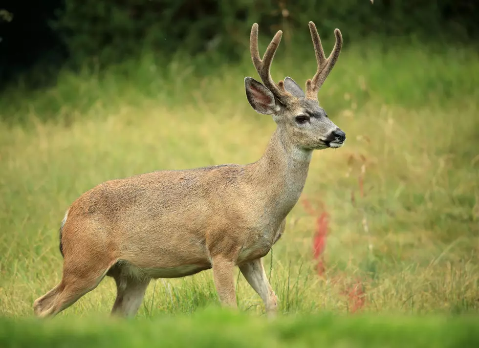 Montana Ranked a Top State for Car Crashes With Deer