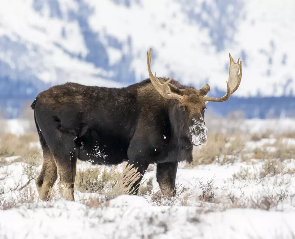 $500 Reward Offered in Bull Moose Poaching Case