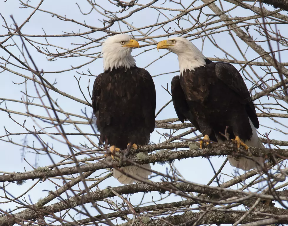 Death of Two Bald Eagles North of Bozeman Under Investigation