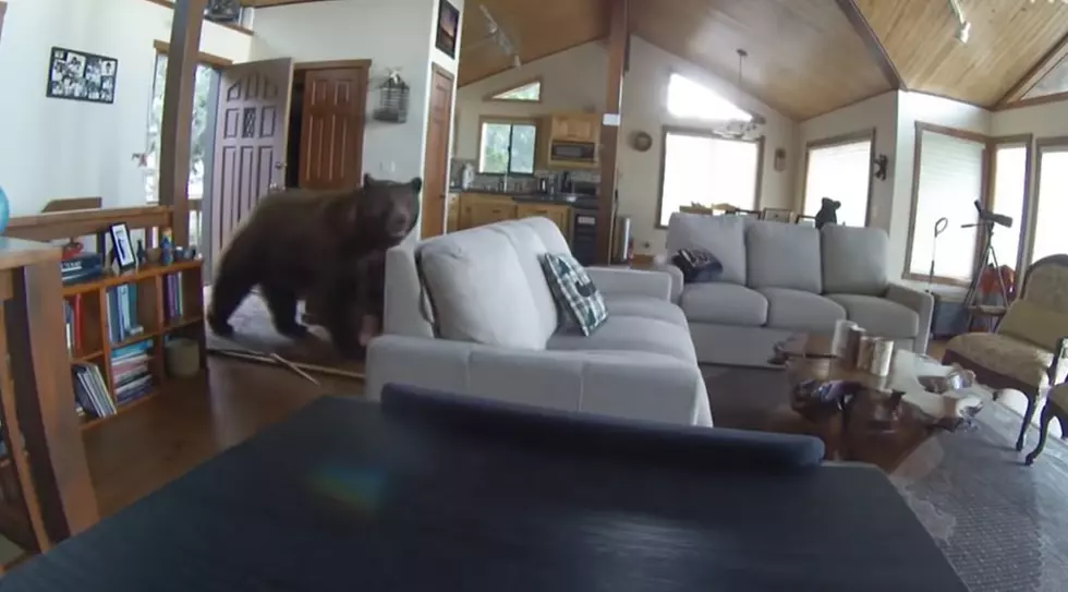 Bear Breaks Down Door and Enters Home [VIDEO]