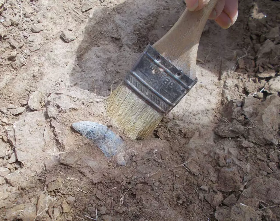 You Can Go on A Dinosaur Fossil Dig in Montana