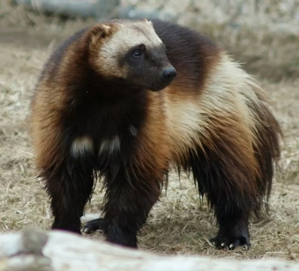 VIDEO: Rare Footage of Wolverine Captured in Yellowstone