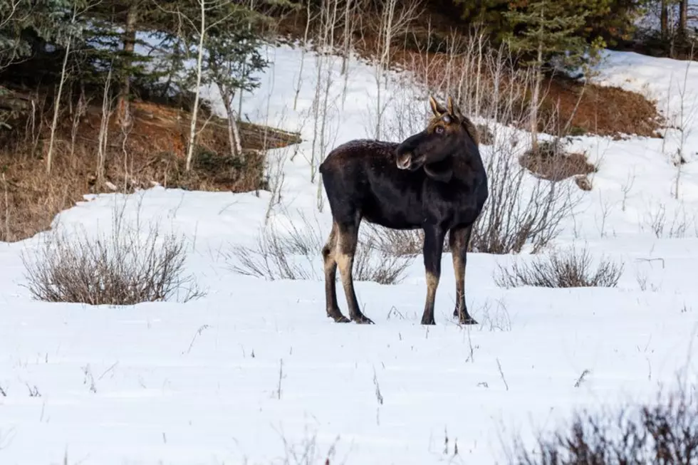 Surprised Bull Moose Kicks and Injures Hiker Near Ennis