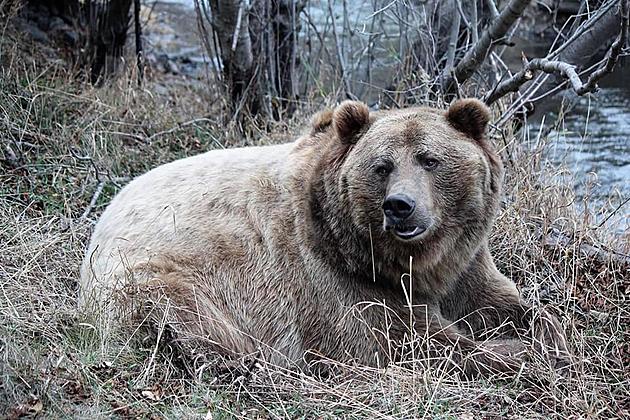 Montana Grizzly Encounter Says Goodbye to Beloved Bear