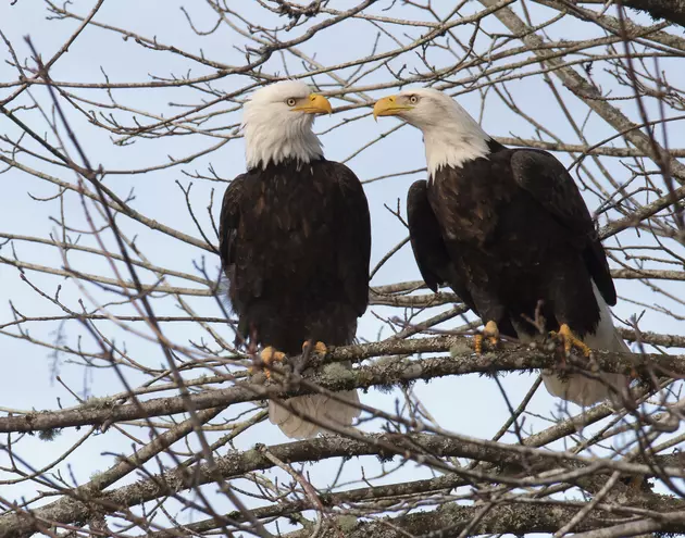 What Happened to the Bald Eagle&#8217;s Nest Near N. 7th in Bozeman?