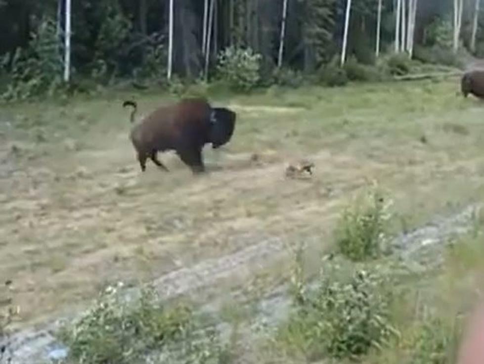 [WATCH] Bison Headbutts Pitbull in Yellowstone National Park