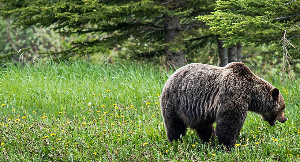 Montana FWP Shoots and Kills Grizzly Near W. Yellowstone