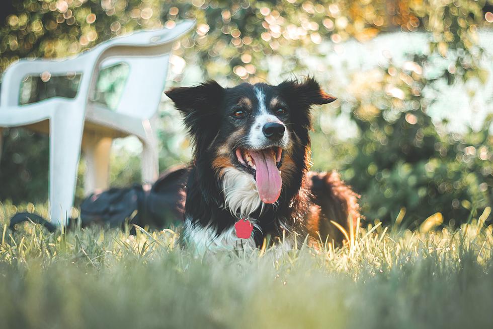 Bozeman Dog Owners: Hot Weather Safety Tips For Your Dog