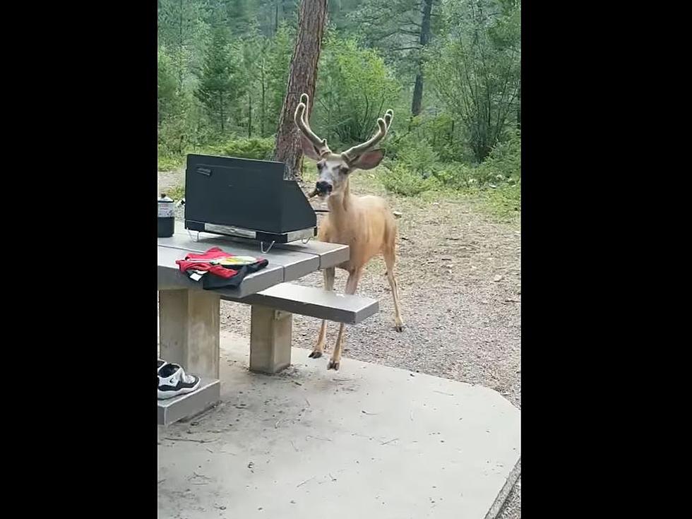 [WATCH] Deer Chows Down on Stolen Hotdog From Montana Campsite