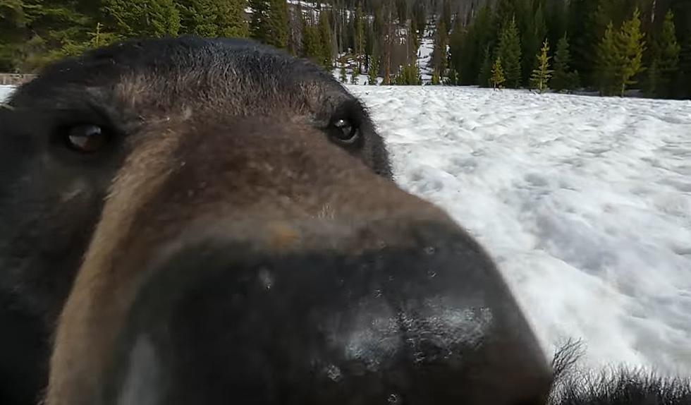 Hunter Finds GoPro in Wyoming; Discovers Unbelievable Video