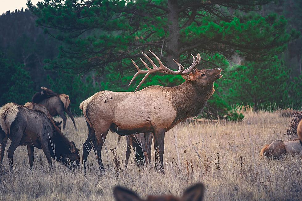 Warning! Don't Approach Bull Elk During Mating Season