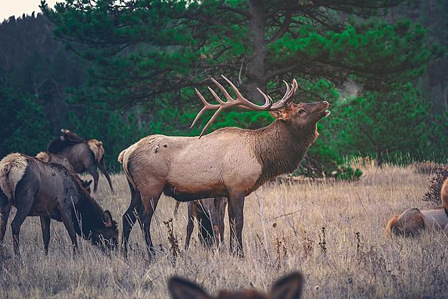 Warning! Don&#8217;t Approach Bull Elk During Mating Season
