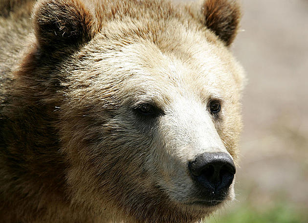 Montana Hunters Kill Charging Grizzly in Self Defense